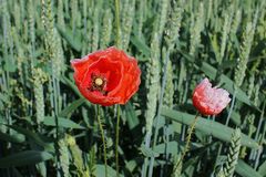 Farben vor dem Kornfeld