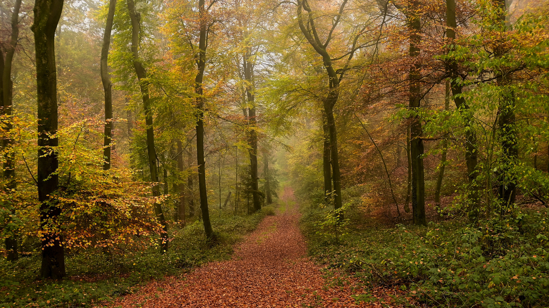 Farben-Wald