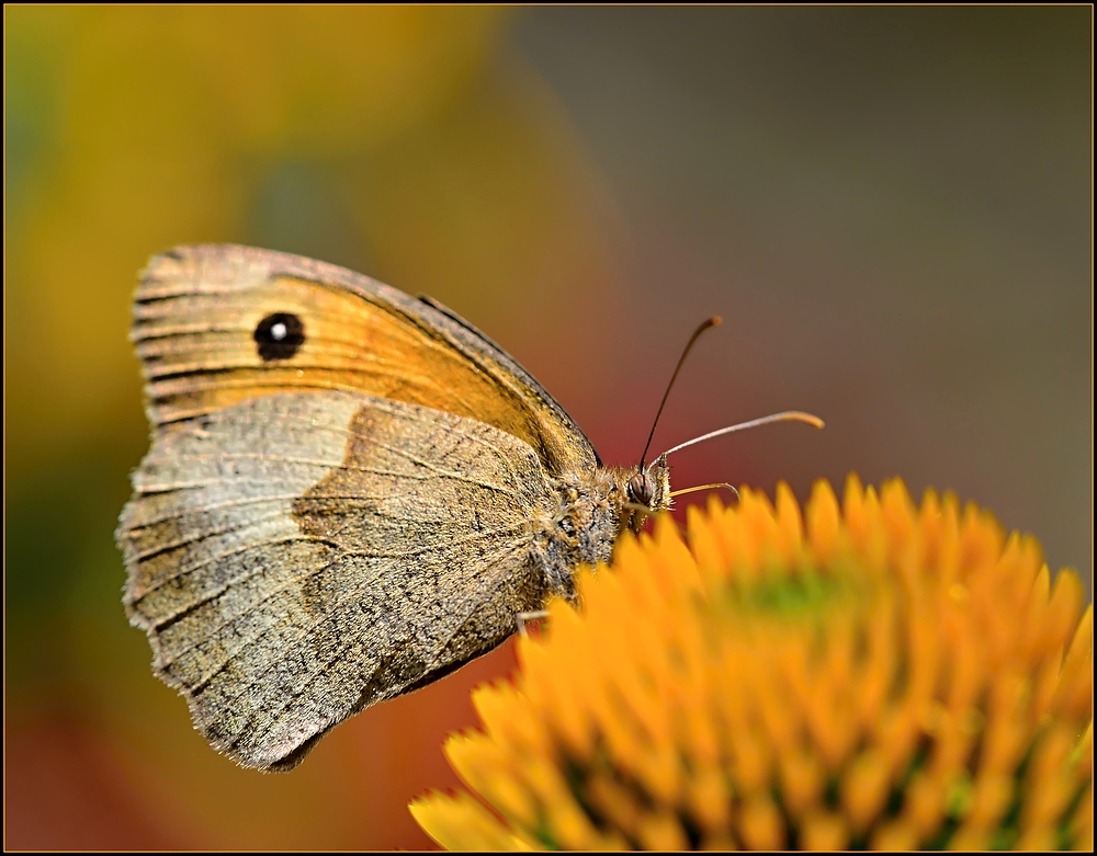 Farben wie ich sie liebe.....