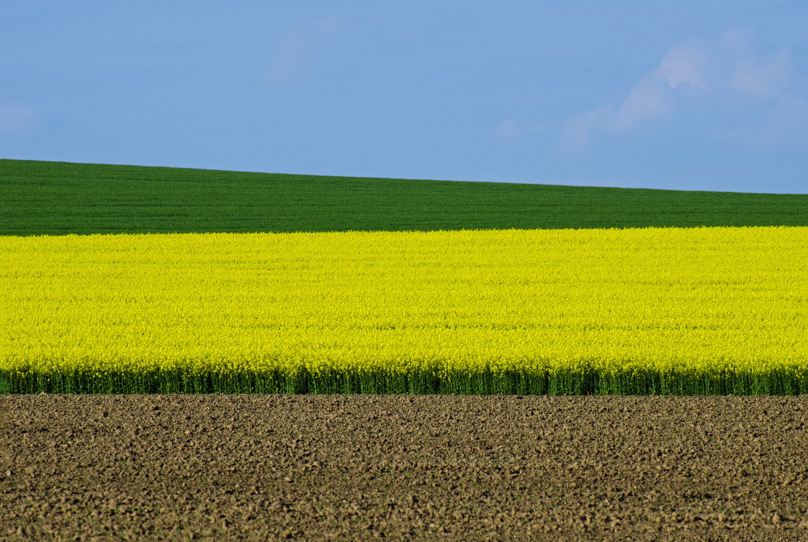 Farben zur Rapsblüte