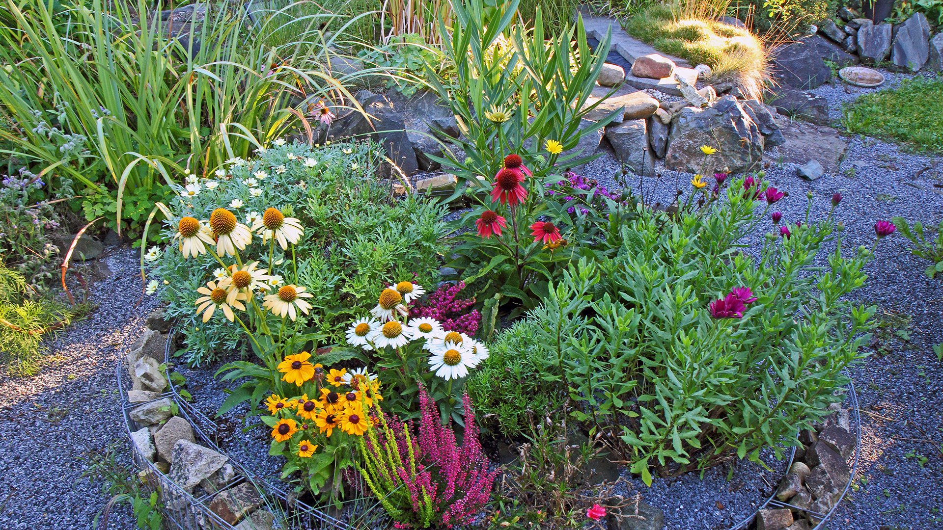 Farbenbfroher Früherbstmix mit Echinacea purpurea in verschiedenen Farben