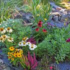 Farbenbfroher Früherbstmix mit Echinacea purpurea in verschiedenen Farben