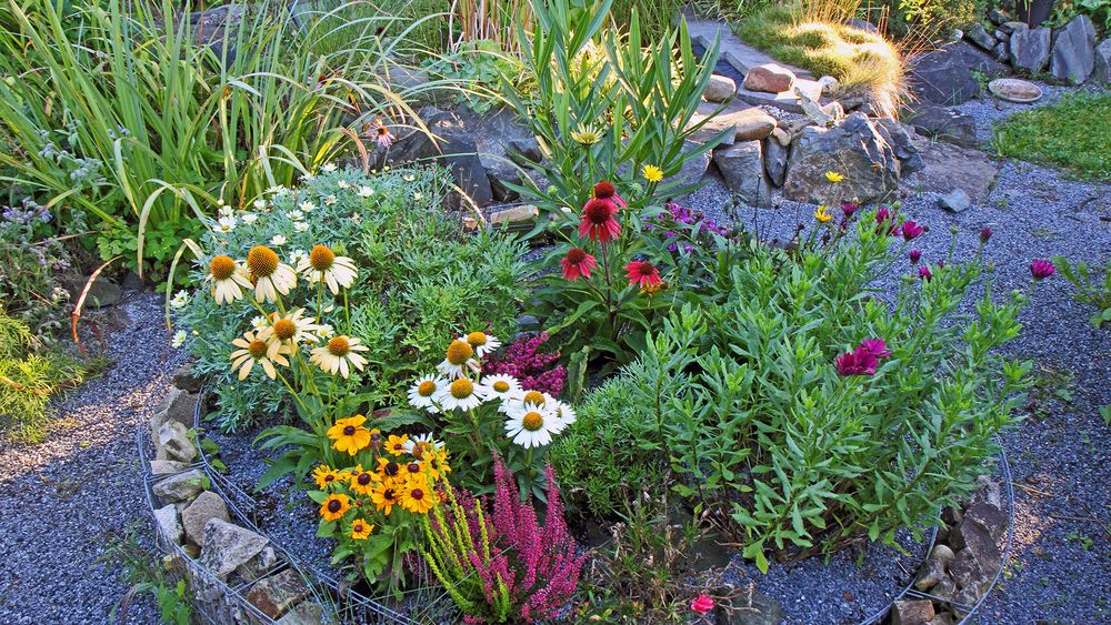 Farbenbfroher Früherbstmix mit Echinacea purpurea in verschiedenen Farben