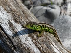 Farbenbracht der Natur