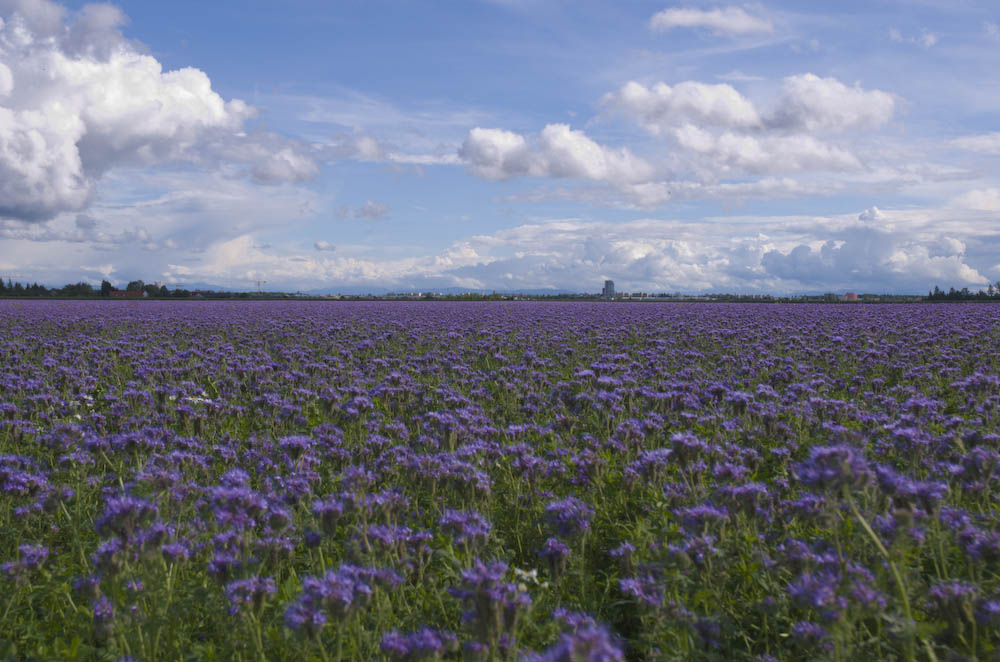 Farbenbracht im Sommer