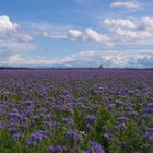 Farbenbracht im Sommer