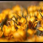 Farben......Düfte.......Frühling