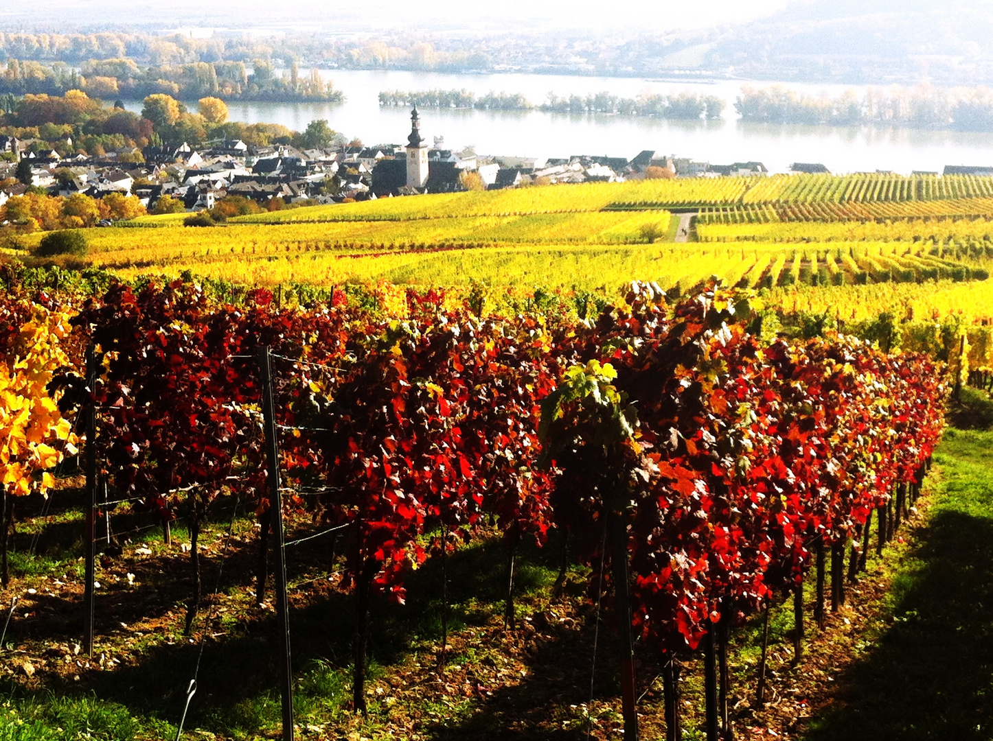 Farbenexplosion in den Weinbergen