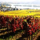 Farbenexplosion in den Weinbergen