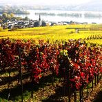 Farbenexplosion in den Weinbergen