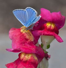 Farbenflash im Garten