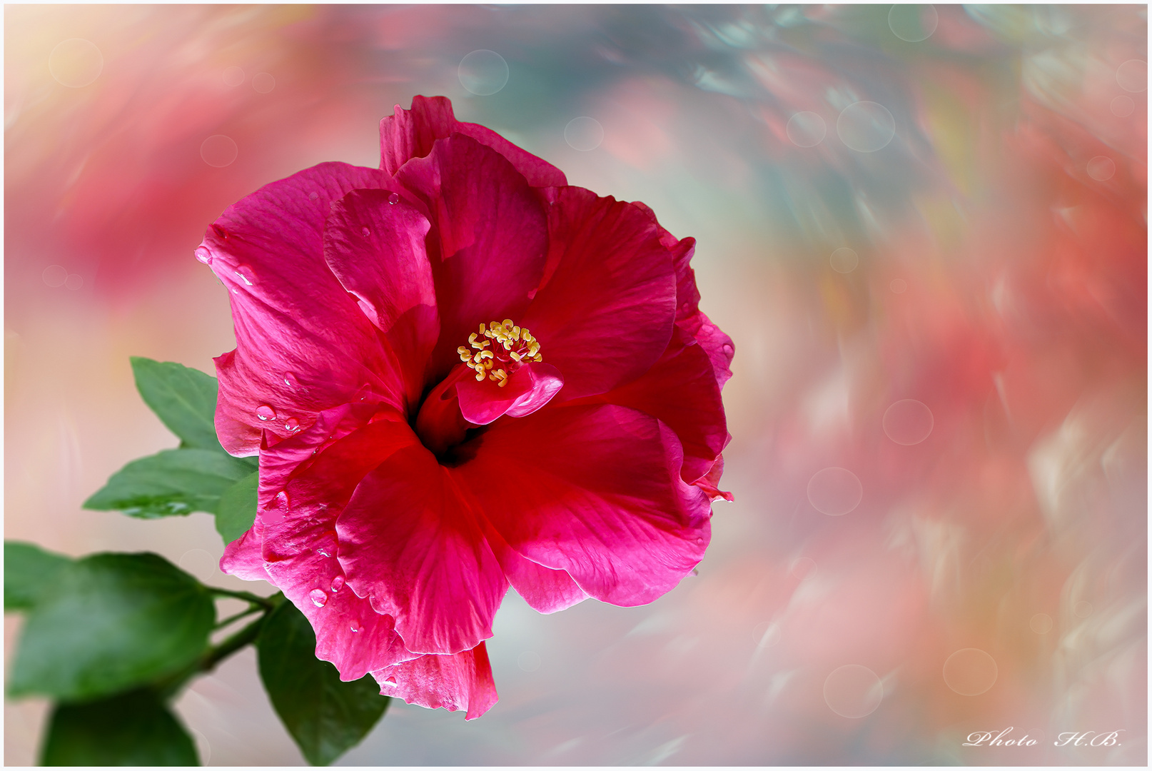 Farbenfoher Hibiskus