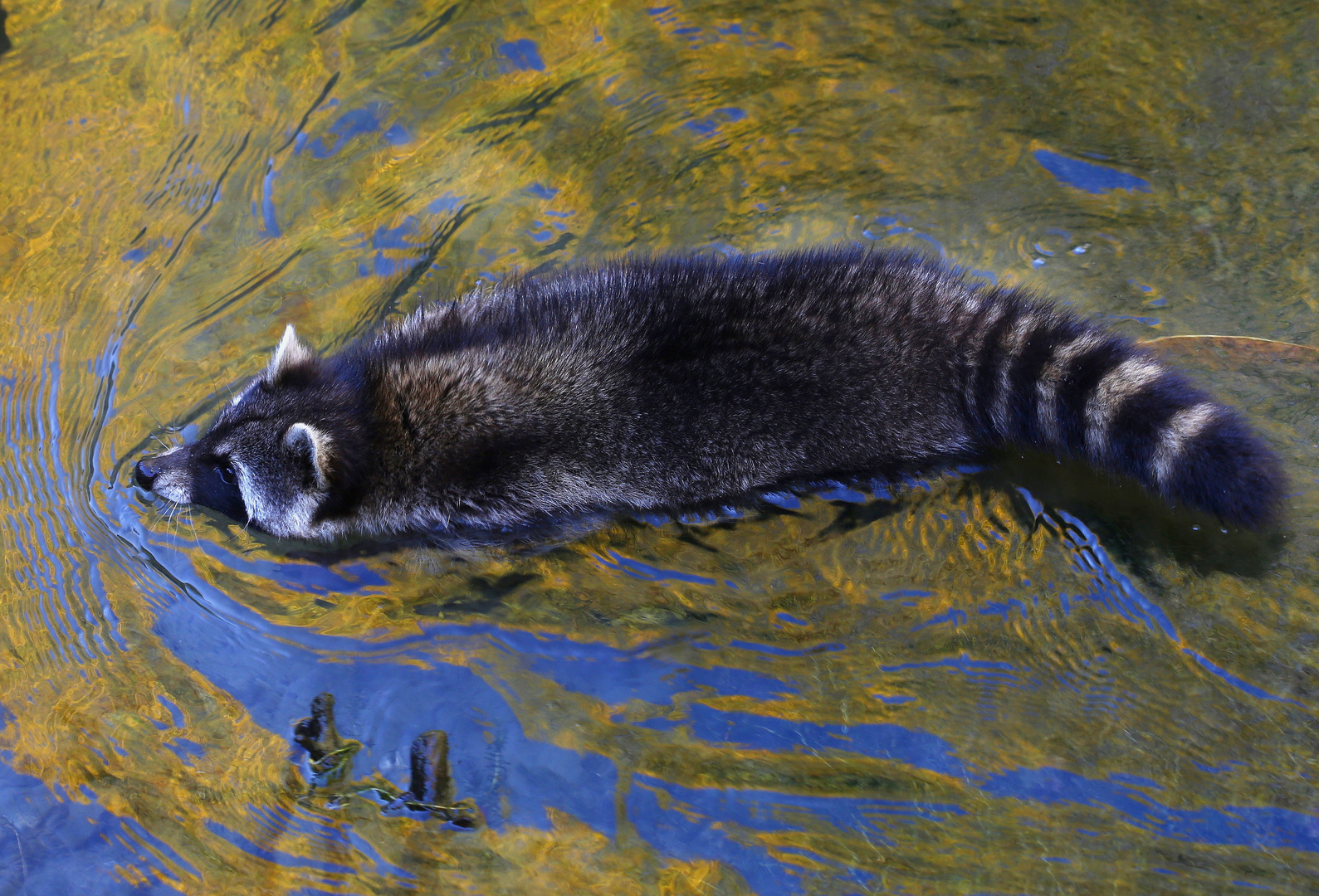 Farbenfreudiger Waschbär