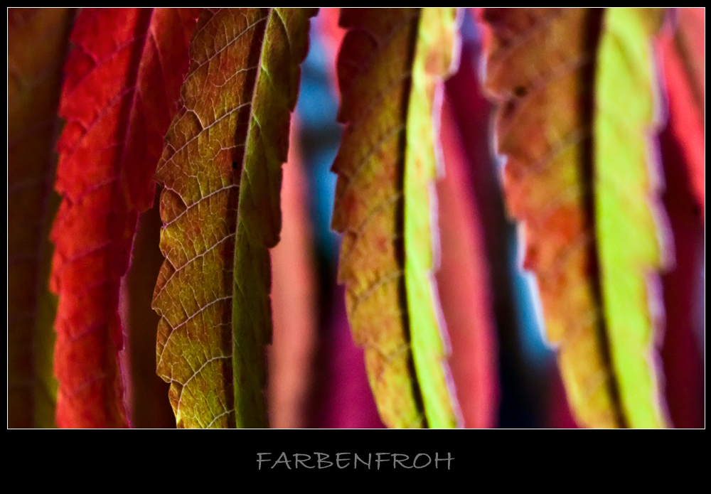 Farbenfroh