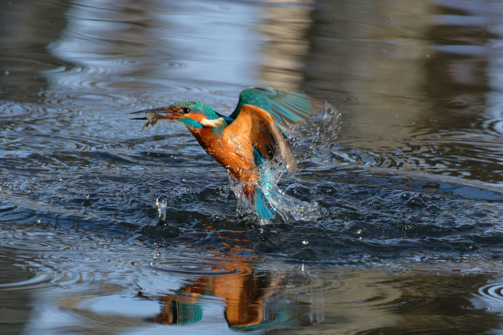 Farbenfroh :  Eisvogel  ( Alcedo atthis) beim Auftauchen mit Beute 