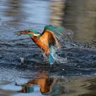 Farbenfroh :  Eisvogel  ( Alcedo atthis) beim Auftauchen mit Beute 