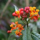 farbenfroh - Im Botanischen Garten Gießen