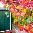 Farbenfroh im Garten