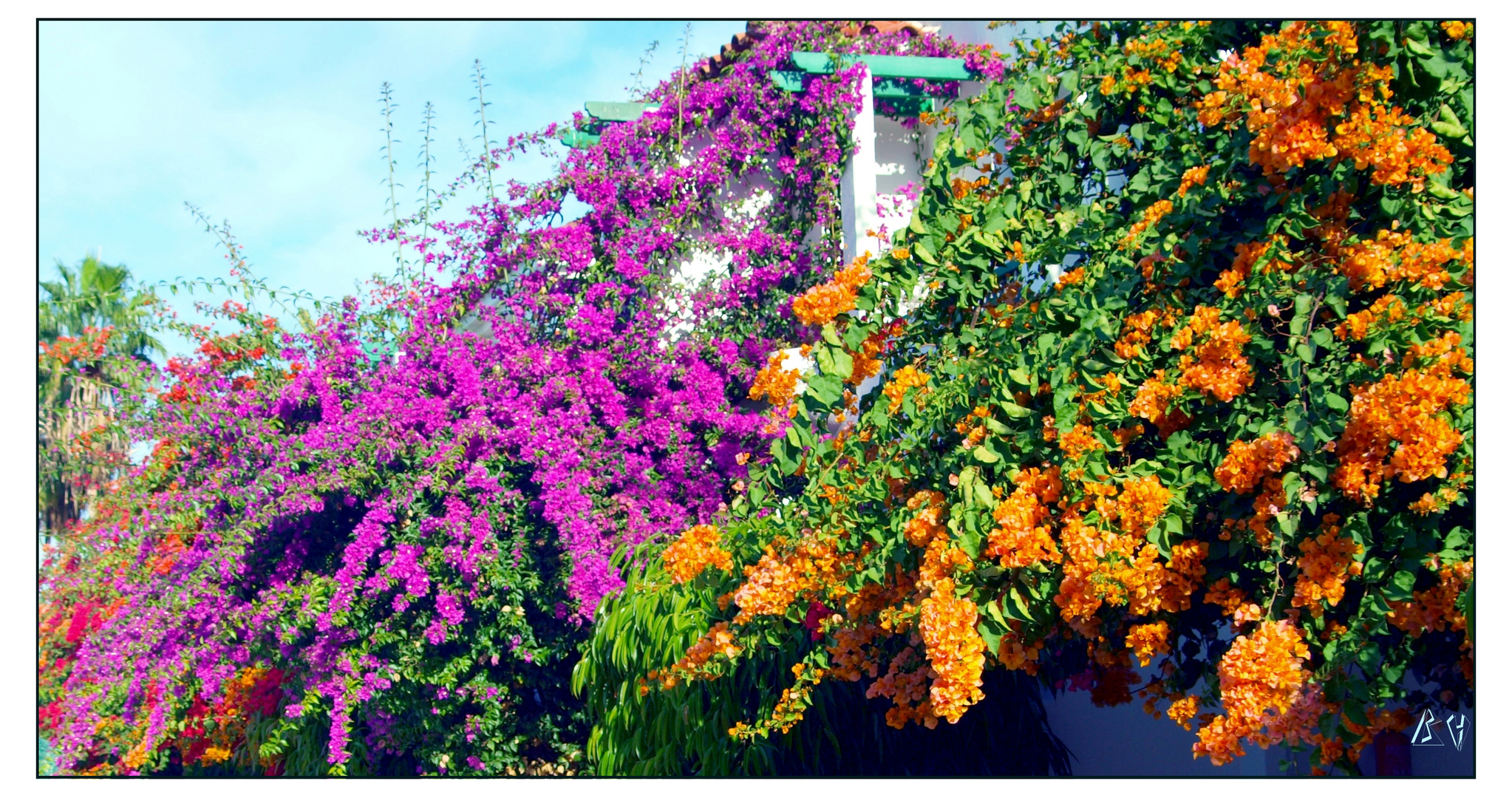 farbenfroh im Januar (Kanarische Inseln)