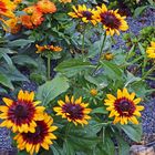 Farbenfroh im "Juligarten" und es gibt noch weitere Knospen jetzt im August