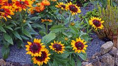 Farbenfroh im "Juligarten" und es gibt noch weitere Knospen jetzt im August