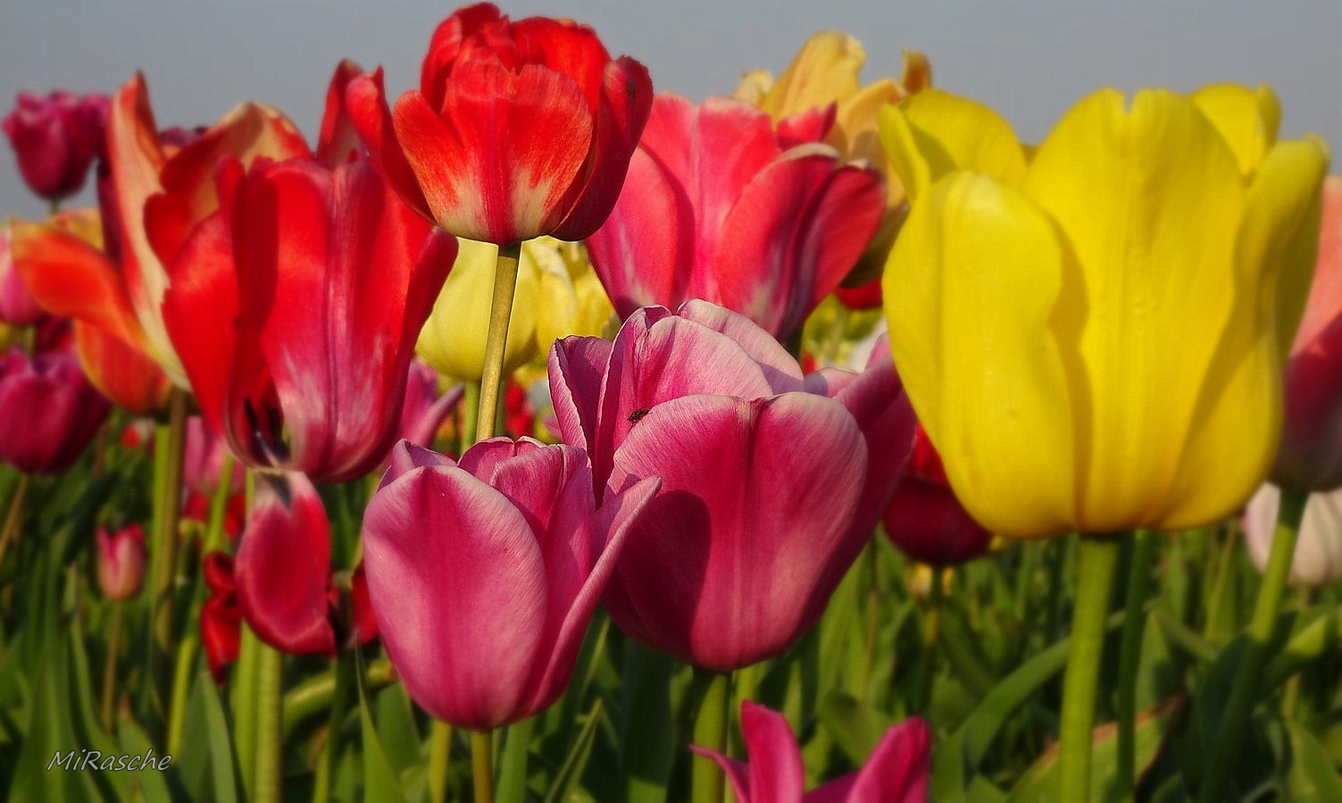 Farbenfroh in den Frühling