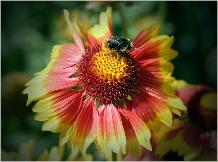 Farbenfroh ist die Malerblume