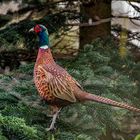 Farbenfrohe Bereicherung in unserem Garten