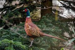 Farbenfrohe Bereicherung in unserem Garten