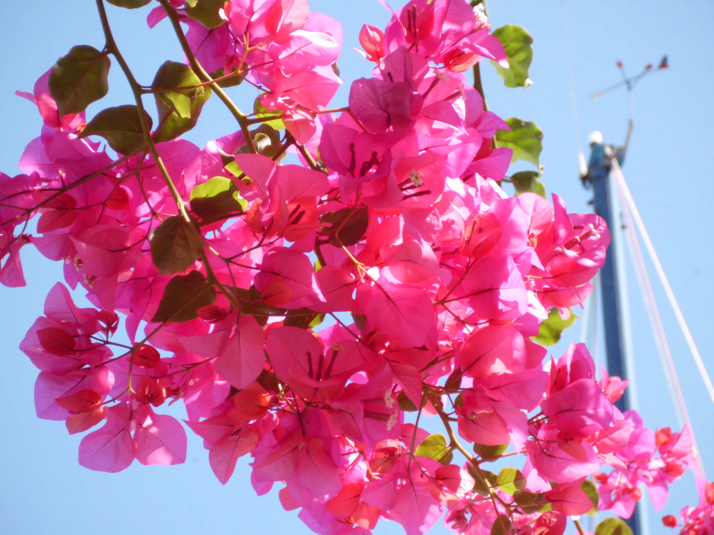 Farbenfrohe Blüten