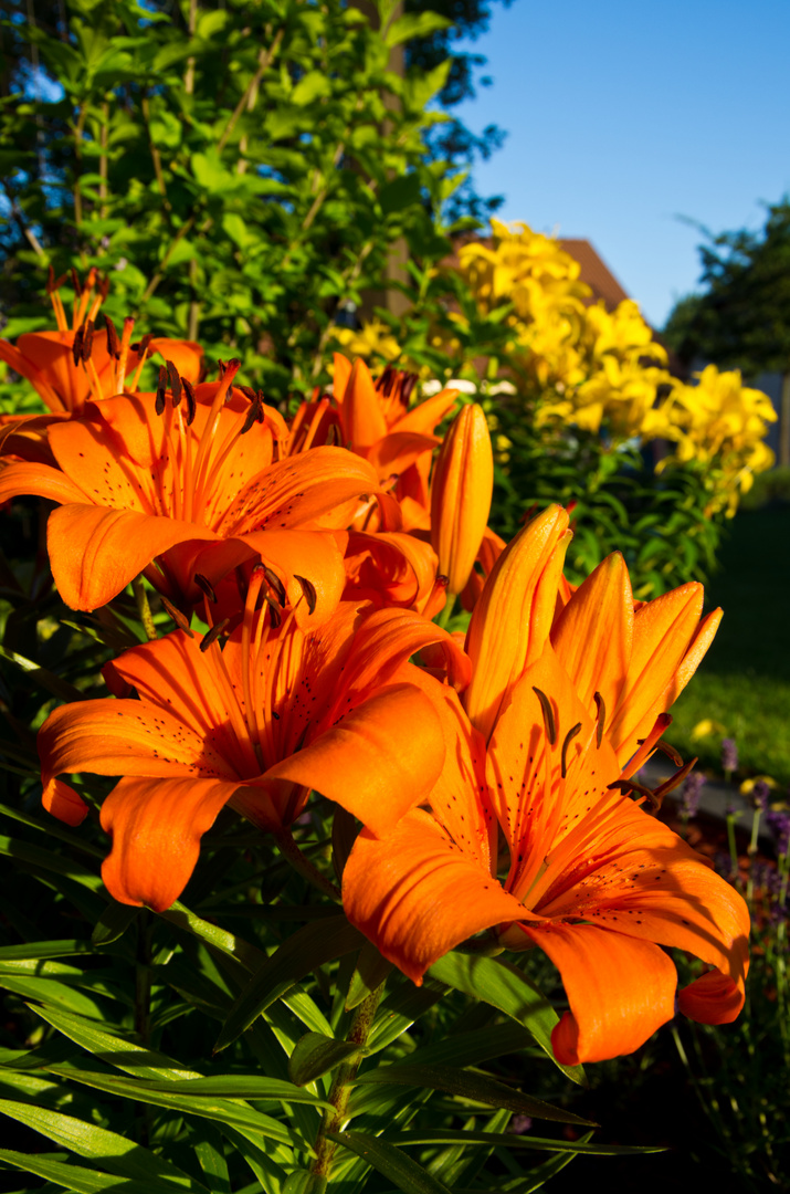 Farbenfrohe Blütenpracht in der Morgensonne