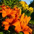 Farbenfrohe Blütenpracht in der Morgensonne