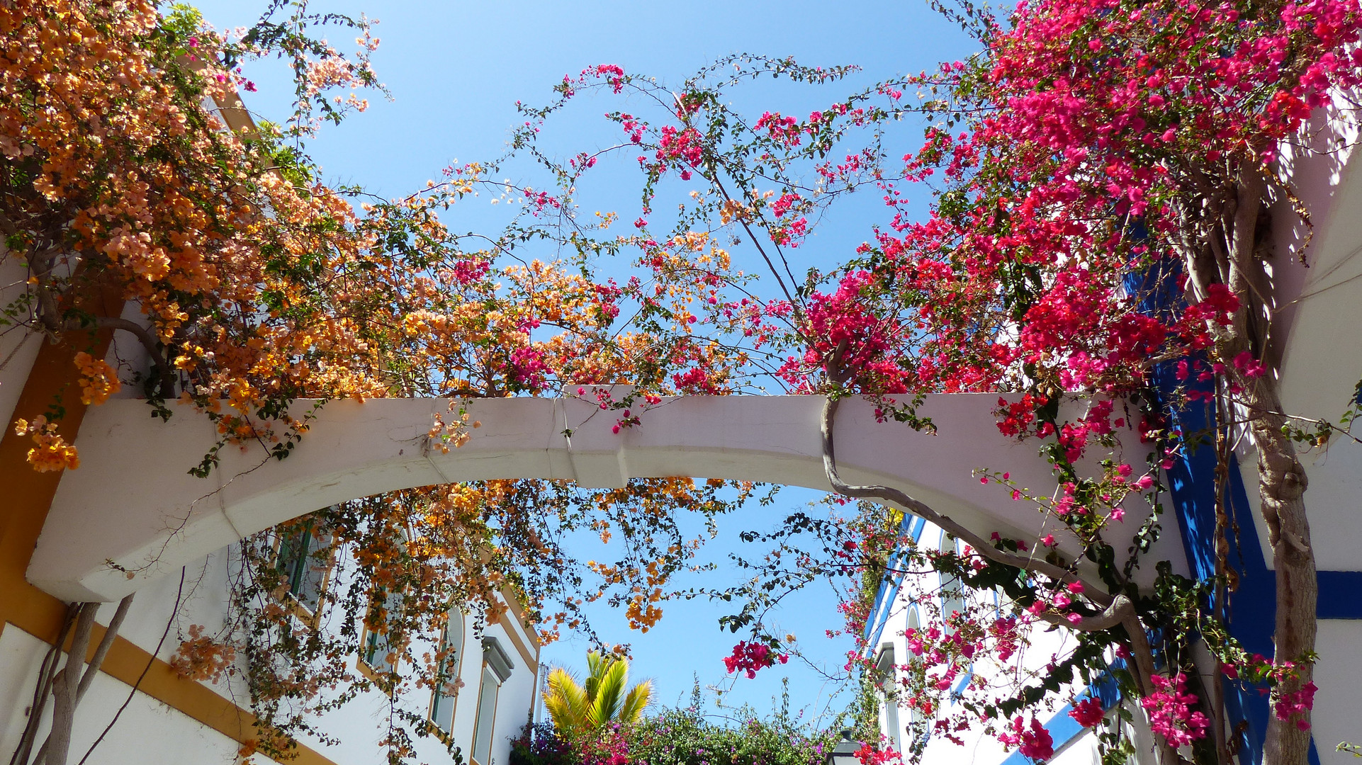 Farbenfrohe Blumenpracht in den Gassen von Puerto de Mogán - Gran Canaria