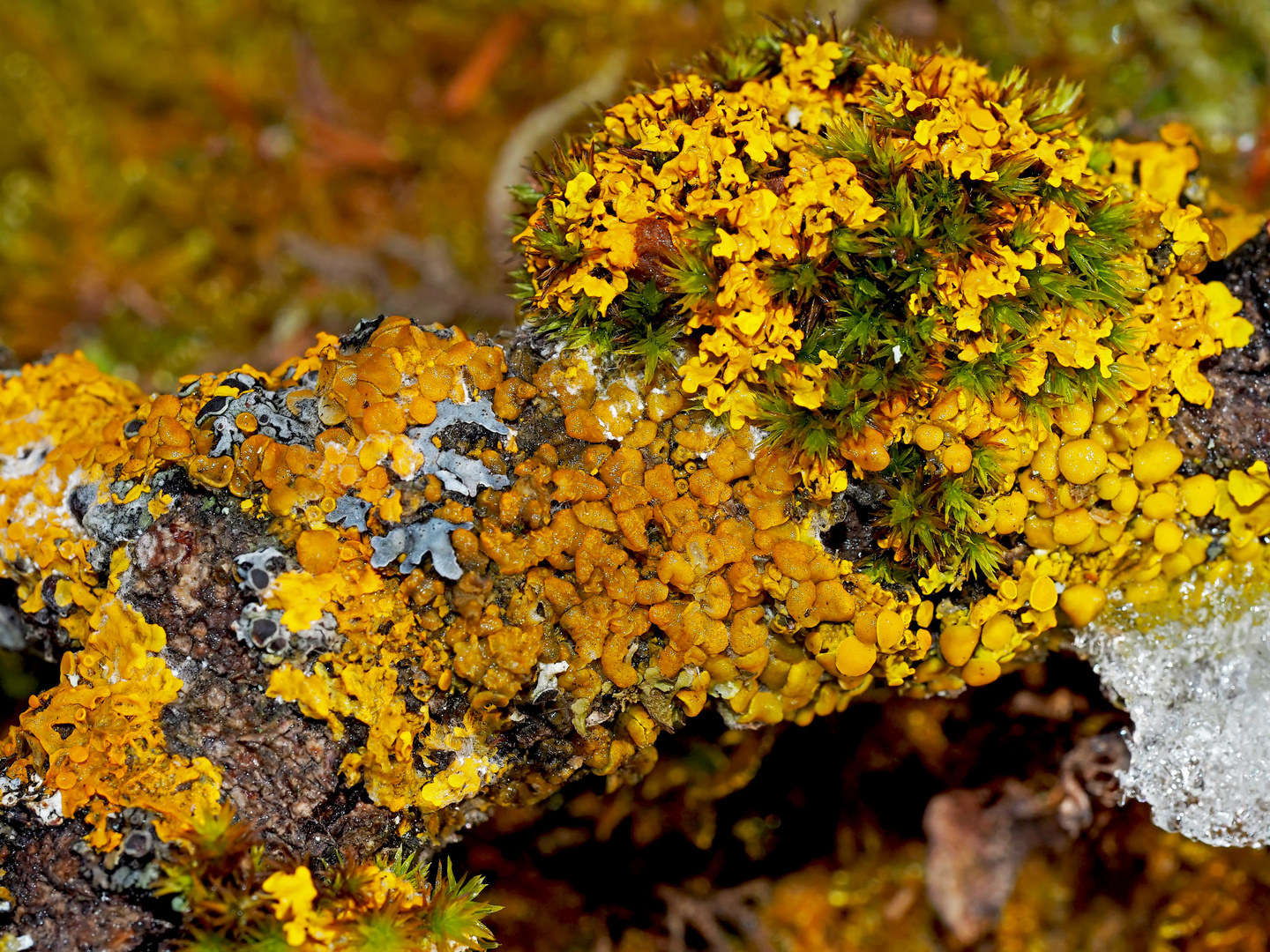 Farbenfrohe Dekoration auf einem kleinem Ast im Winter! - Décoration sur une petite branche...