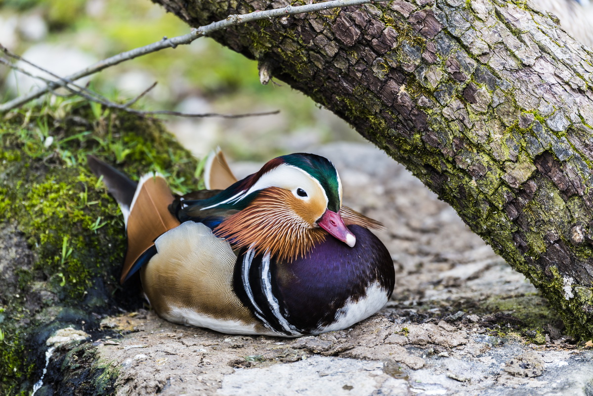 Farbenfrohe Ente