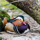 Farbenfrohe Ente