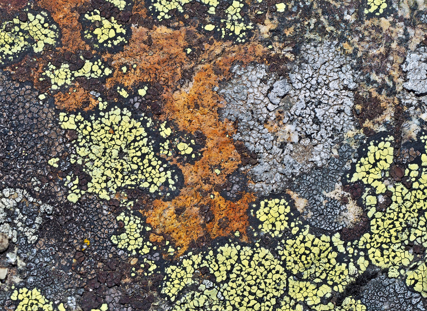 Farbenfrohe Flechtengemeinschaft. - Une oeuvre artistique faite par les lichens...