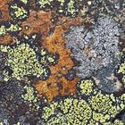 Farbenfrohe Flechtengemeinschaft. - Une oeuvre artistique faite par les lichens...