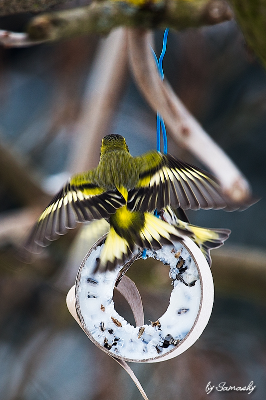 Farbenfrohe Flieger