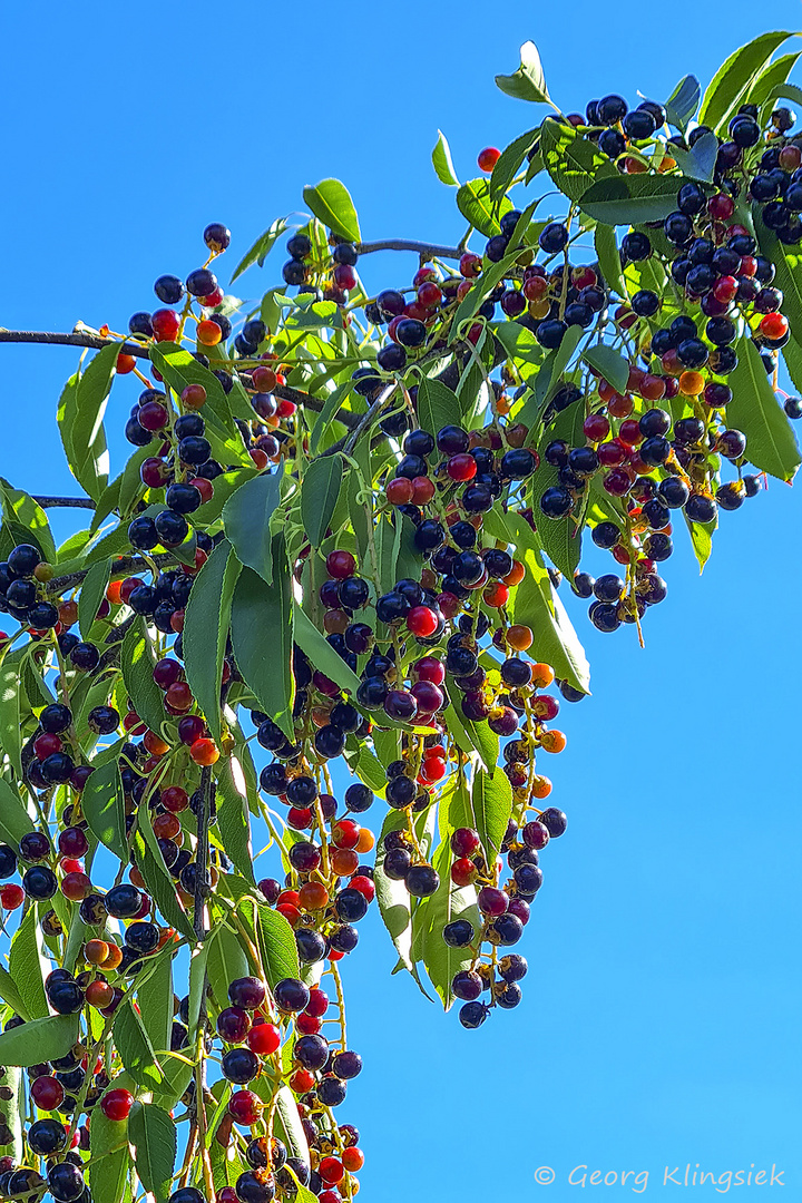 Farbenfrohe  Früchte 