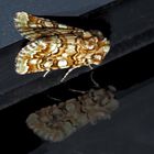 Farbenfrohe Gipskraut-Kapseleule * (Hadena irregularis) - La Noctuelle de la Vipérine!