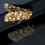 Farbenfrohe Gipskraut-Kapseleule * (Hadena irregularis) - La Noctuelle de la Vipérine!