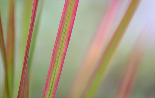 *Farbenfrohe Gräser*