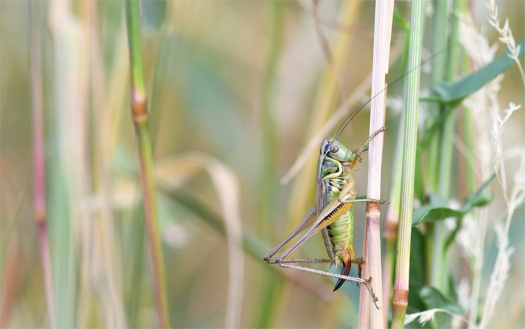 *Farbenfrohe Heuschrecke im Wiesenreich* Foto & Bild tiere, wildlife