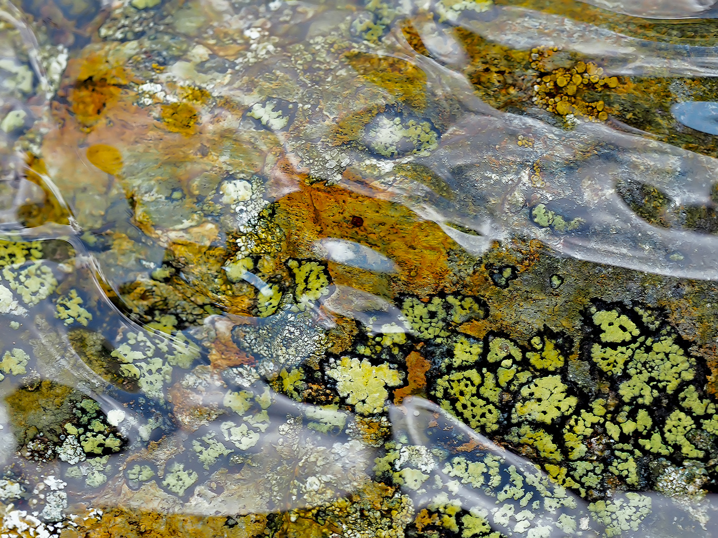 Farbenfrohe, mit Wasser berieselte Flechten! - L'eau donne aux lichens de la couleur!