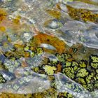 Farbenfrohe, mit Wasser berieselte Flechten! - L'eau donne aux lichens de la couleur!