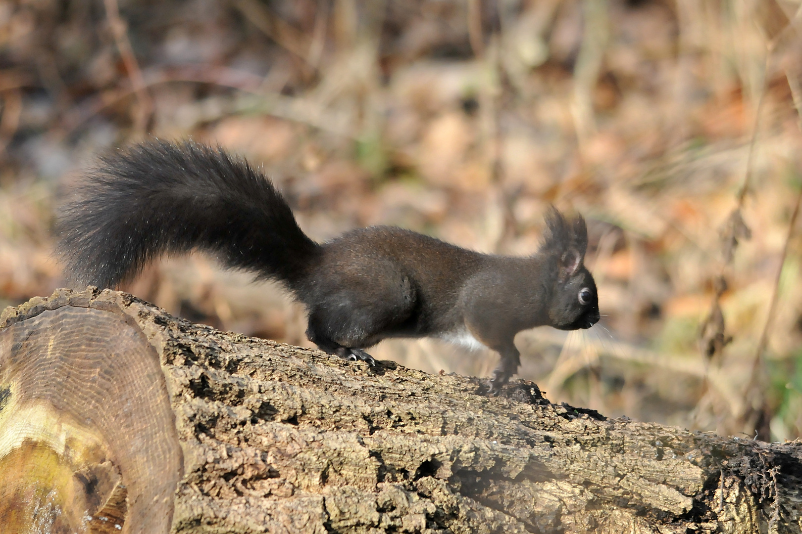 Farbenfrohe Natur