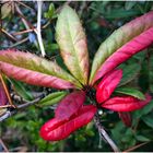 farbenfrohe Natur