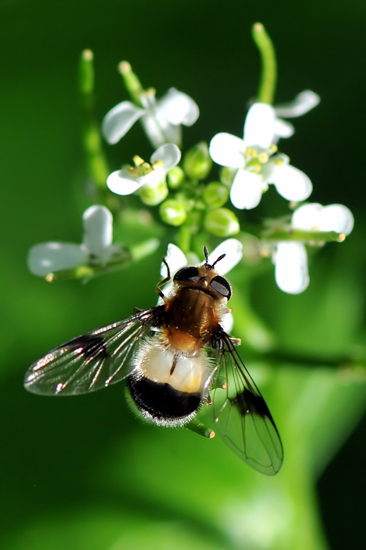 Farbenfrohe Natur