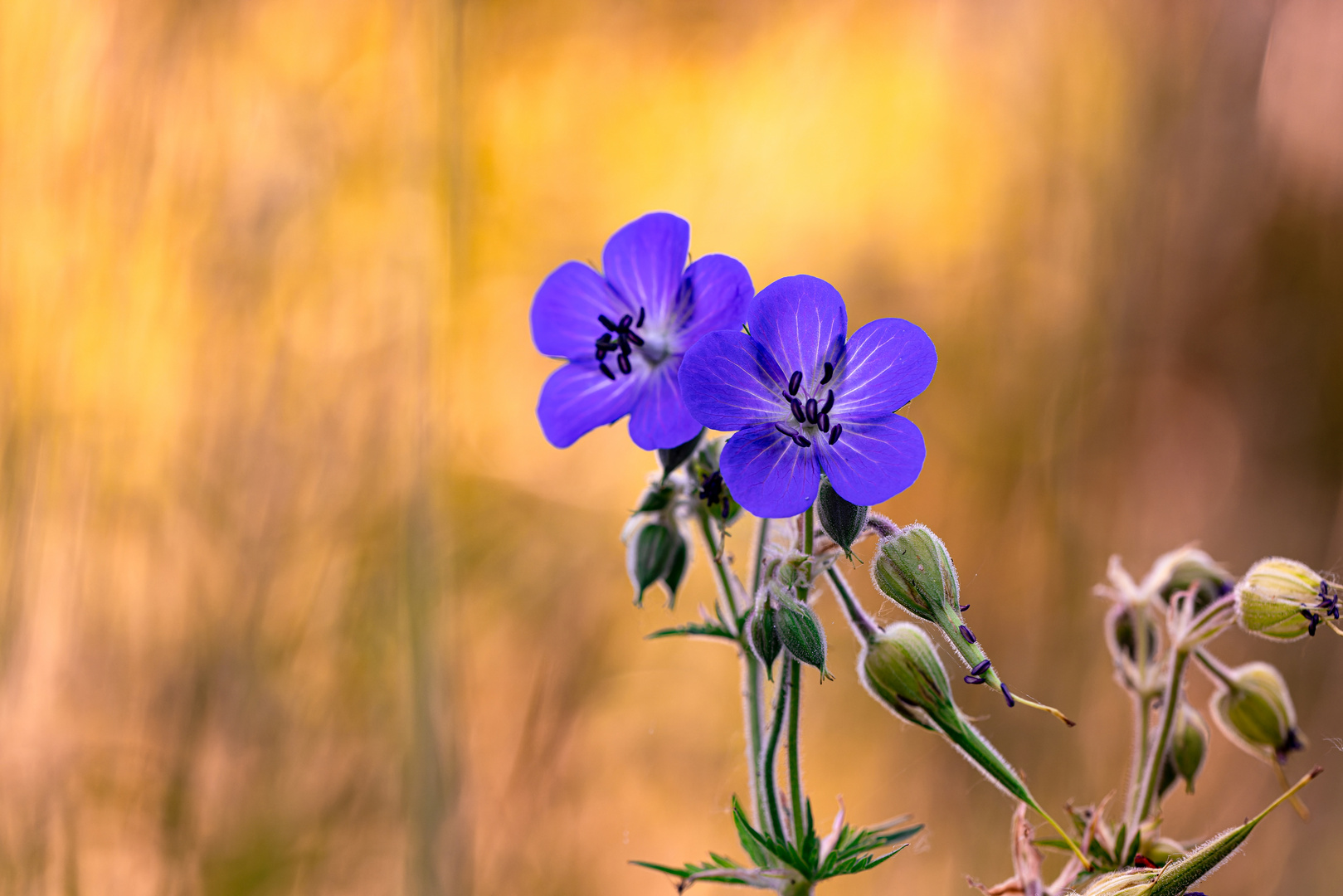 Farbenfrohe Natur